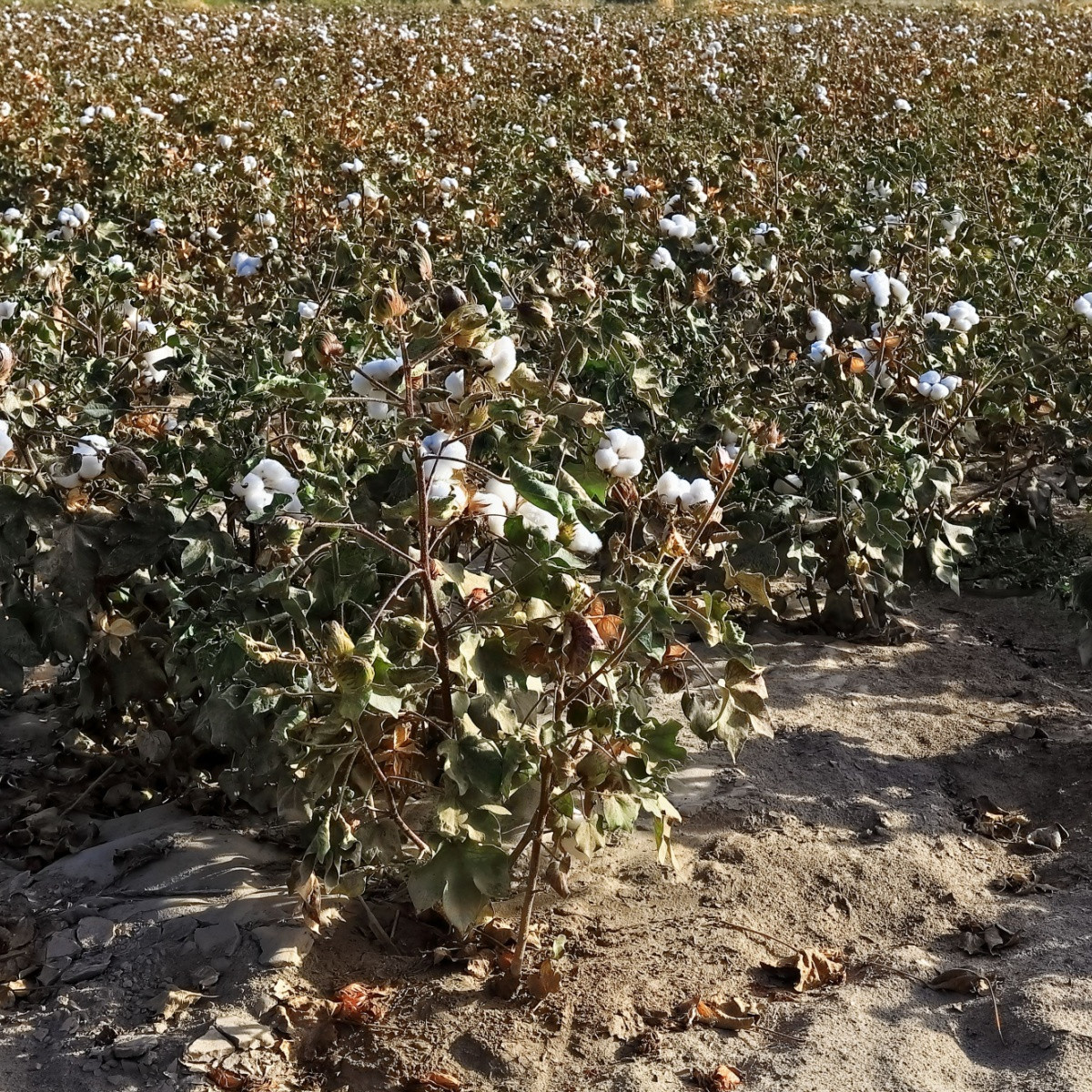 Mexická bavlna - Gossypium hirsutum - semena bavlny - 5 ks