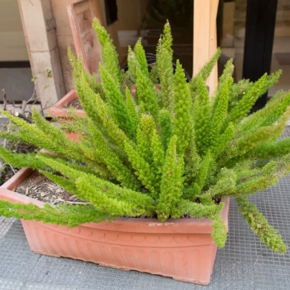 Sprengerův chřest - Asparagus aethiopicus - semena chřestu - 12 ks