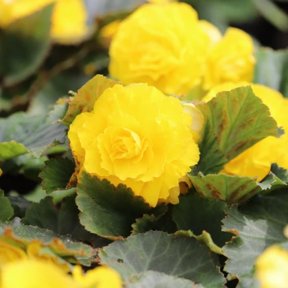 Begonie Nonstop žlutá - Begonia tuberhybrida - hlízy begonie - 2 ks