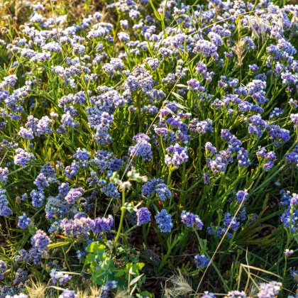 Limonka chobotnatá modrá - Limonium sinuatum - semena limonky - 30 ks