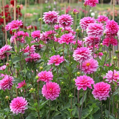 Jiřinka Onesta - Dahlia - hlízy jiřinky - 1 ks