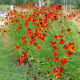 Třapatkovka Red Magnus - Echinacea - prostokořenné sazenice třapatkovky - 1 ks
