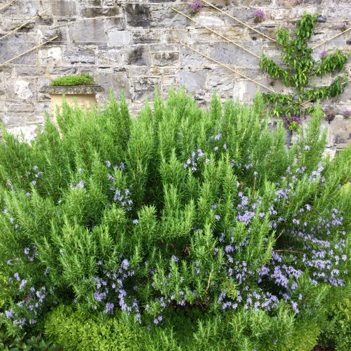 BIO Rozmarýn lékařský - Rosmarinus officinalis - bou semena rozmarýnu - 30 ks