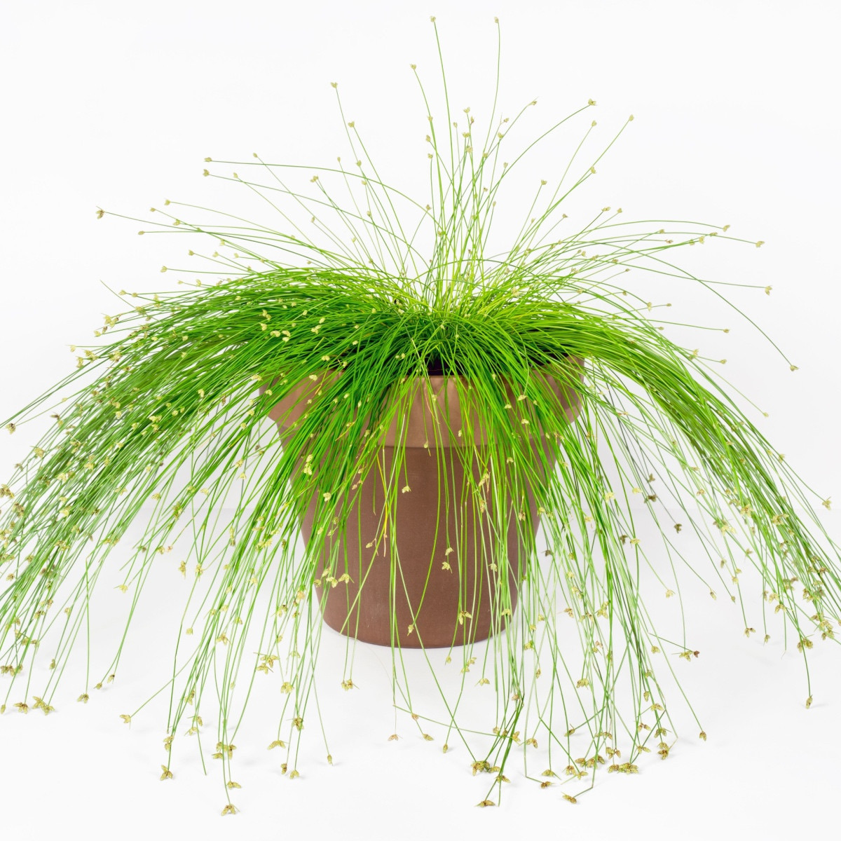 Isolepis Live Wire - Isolepis cernua - semena okrasných trav - 10 ks