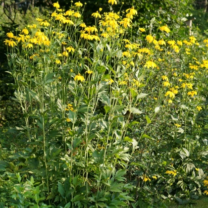 Topinambur červený Violet de Rennes - Helianthus tuberosus - prostokořenné sazenice topinamburu - 1 ks