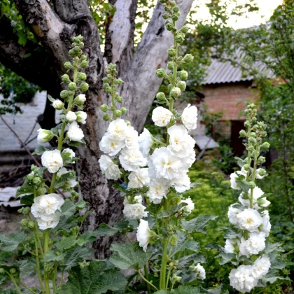 Topolovka bílá - Alcea - prostokořenné sazenice topolovky - 1 ks