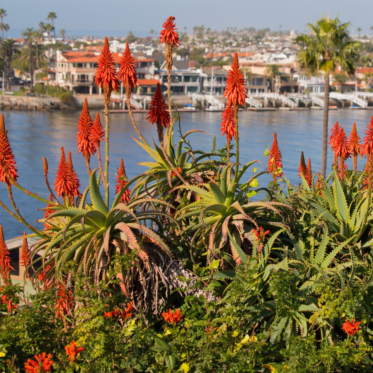 Mnohokvět Nancy Red - Kniphofia - prostokořenné sazenice mnohokvětu - 1 ks