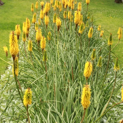 Mnohokvět Minister Verschuur - Kniphofia - prostokořenné sazenice mnohokvětu - 1 ks