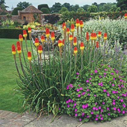 Mnohokvět červeno-žlutý - Kleopatřina jehla - Kniphofia - prostokořenné sazenice mnohokvětu - 1 ks