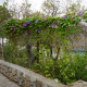 BIO Lila csillagvirág – Ipomoea purpurea – bio csillagvirág magok – 30 db