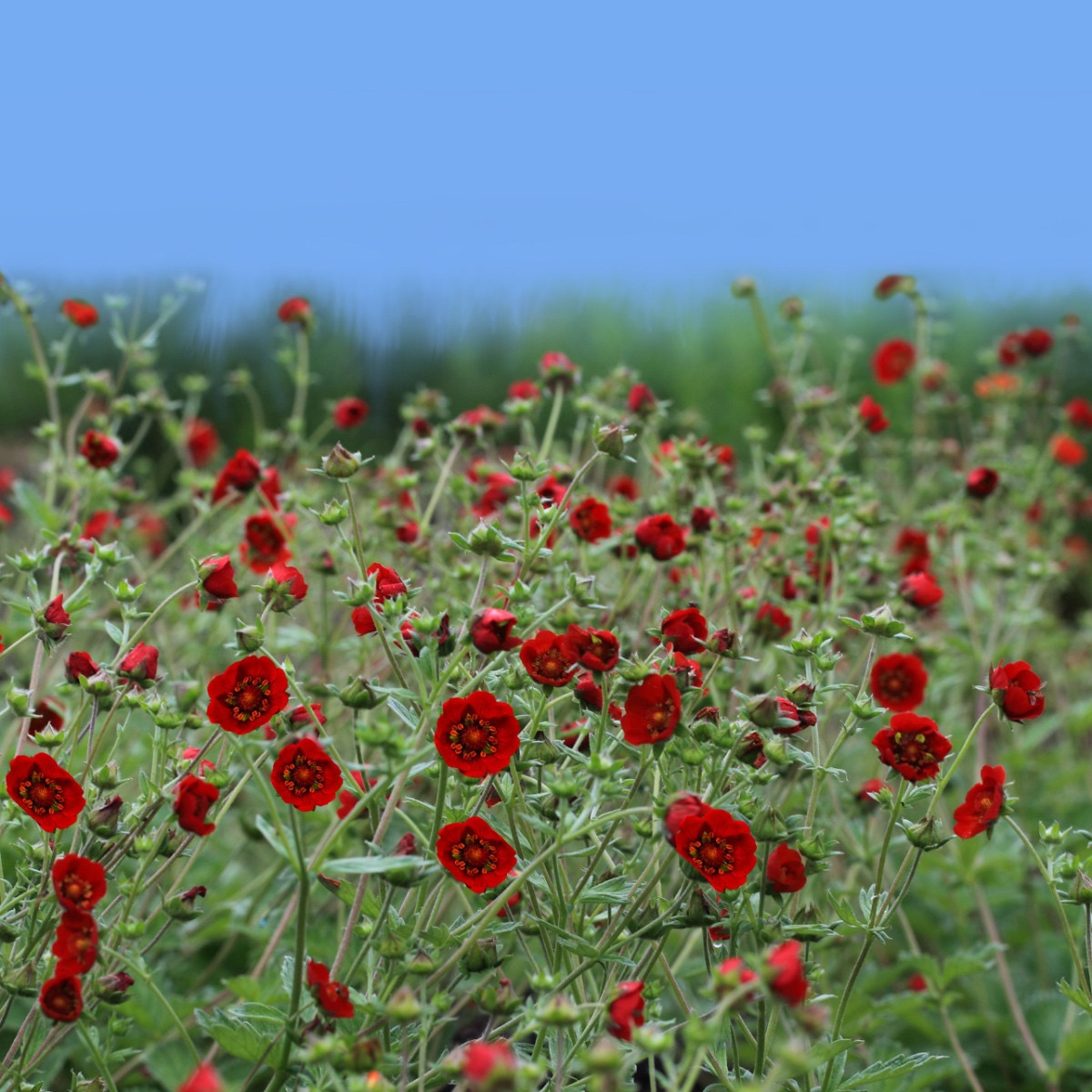 Kuklík chilský Red Dragon - Geum chiloense - semena kuklíku - 20 ks