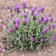 Levandule korunkatá - Lavandula stoechas - semena levandule - 20 ks