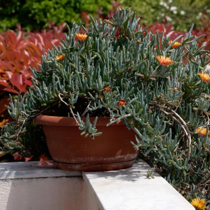 Lampranthus oranžový - Lampranthus aureus - semena lampranthus - 10 ks