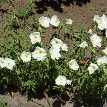 Pupalka zdobná bílá - Oenothera speciosa - semena pupalky - 20 ks