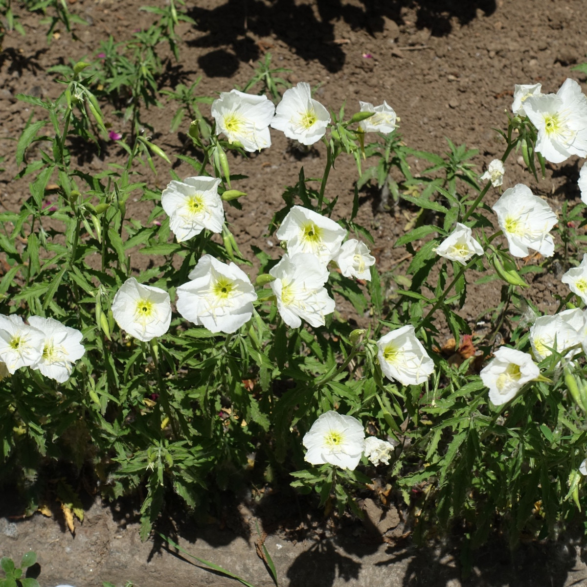 Pupalka zdobná bílá - Oenothera speciosa - semena pupalky - 20 ks