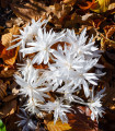Ocún plnokvětý bílý - Colchicum alboplenum - hlízy ocúnu - 1 ks