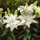 Lilie plnokvětá Roselily Aisha - Lilium - cibule lilie - 1 ks