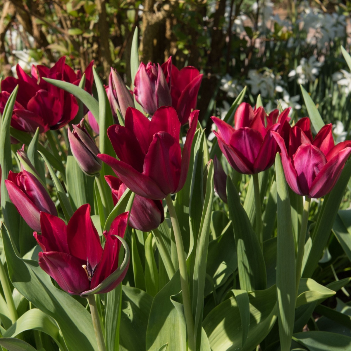 Tulipán Merlot - Tulipa - cibule tulipánu - 3 ks