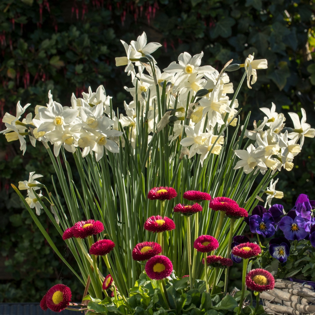 Narcis Toto - Narcissus - cibule narcisu - 3 ks