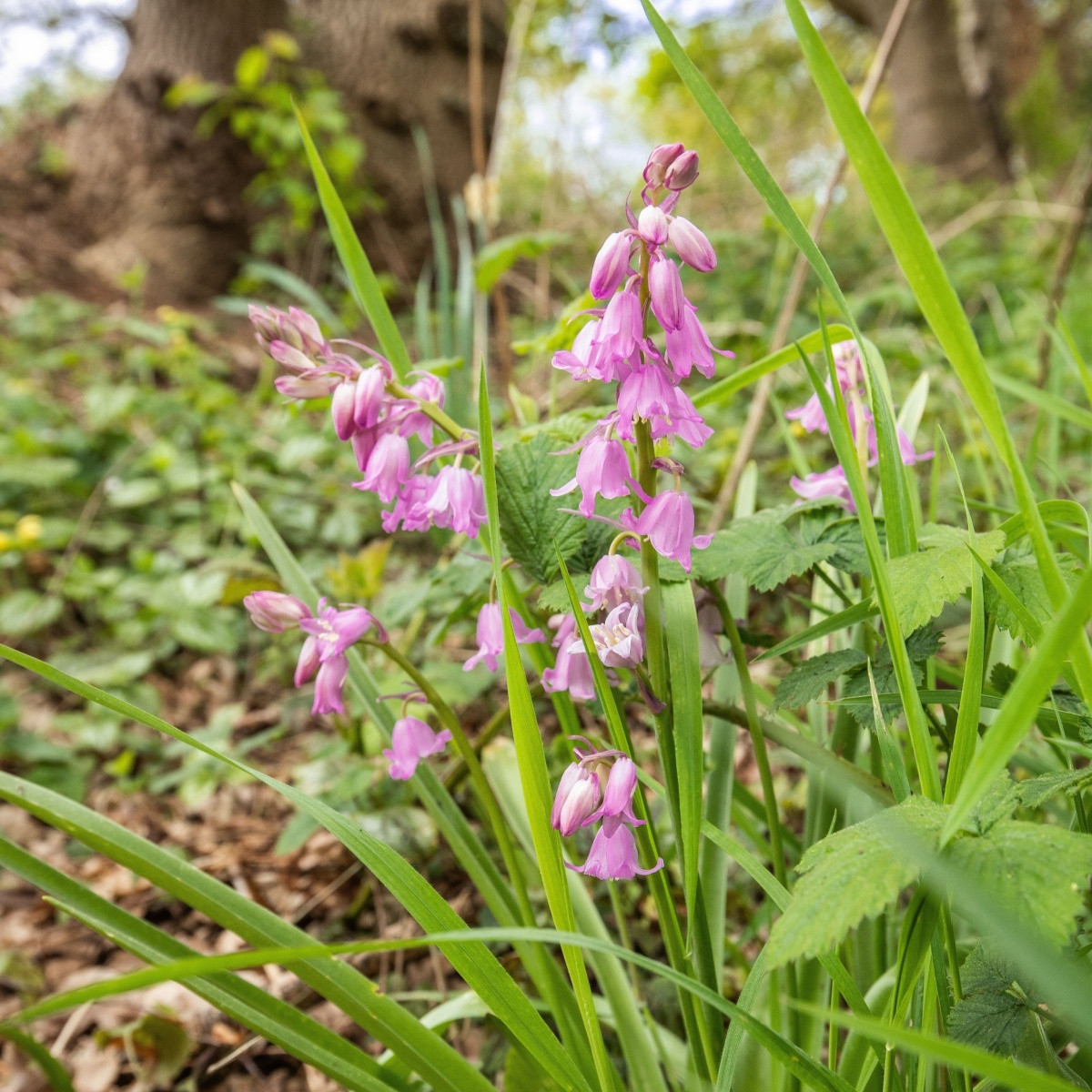 Hyacintovec španělský růžový - Hyacinthoides hispanica - cibule hyacintovce - 5 ks