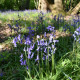 Hyacintovec britský - Hyacinthoides non scripta - cibule hyacintovce - 5 ks