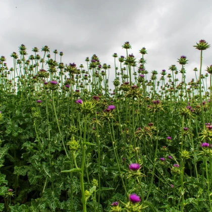 BIO Ostropestřec mariánský - Silybum marianum - semena ostropestřce - 35 ks