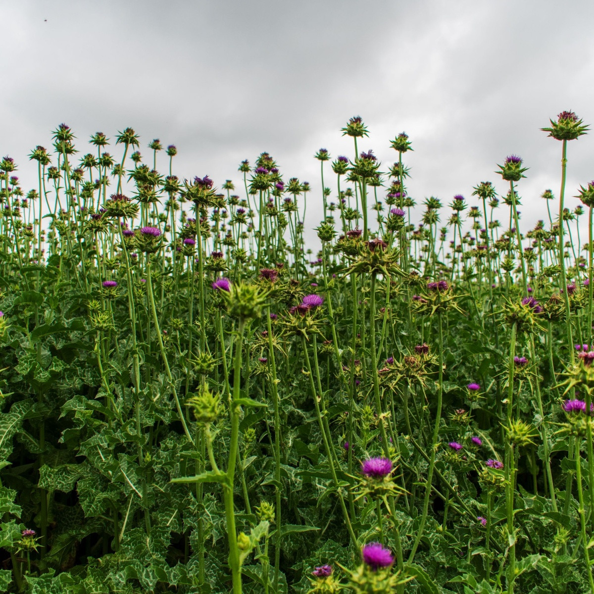 BIO Ostropestřec mariánský - Silybum marianum - semena ostropestřce - 35 ks