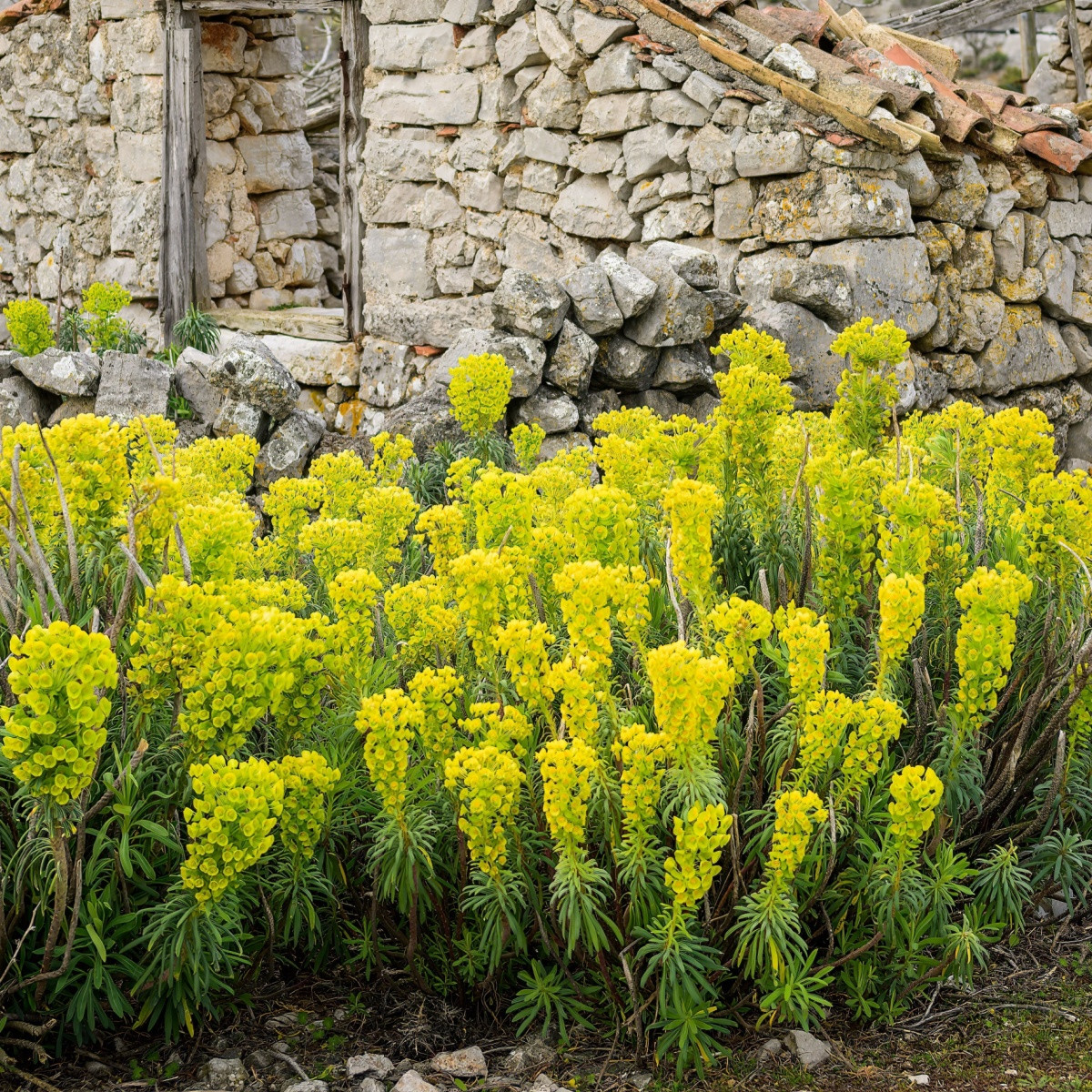 Pryšec statný - Euphorbia characias - semena pryšce - 18 ks