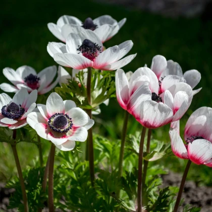 Sasanka Bicolor - Anemone - hlízy sasanky - 3 ks
