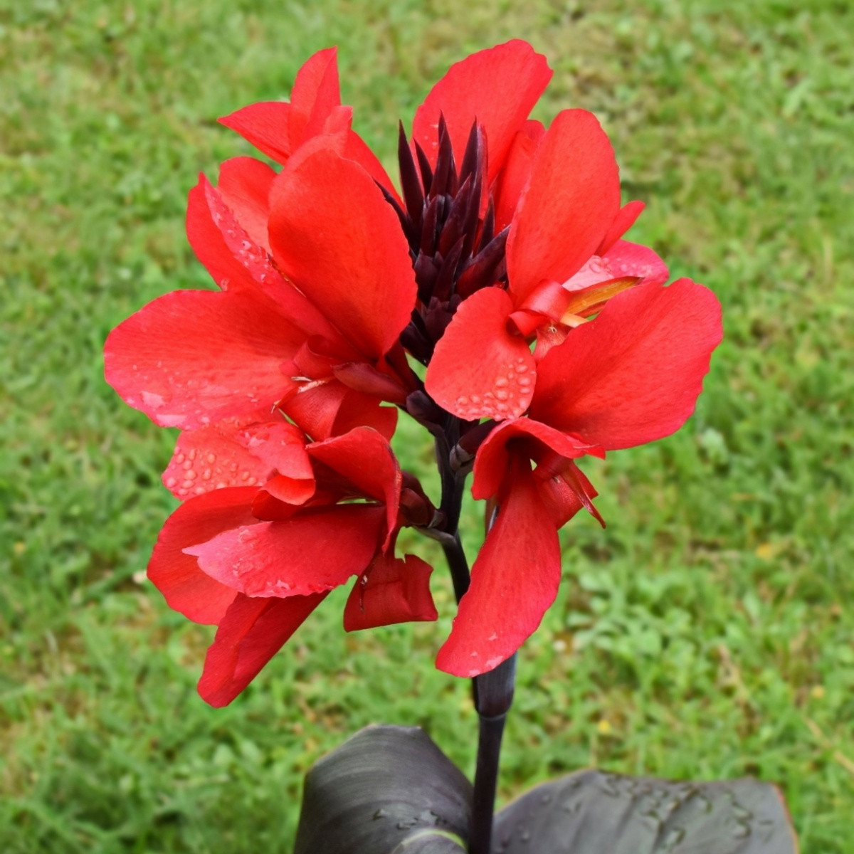 Dosna Black Knight - Canna - hlízy dosny - 1 ks