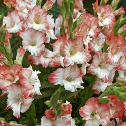 Gladiol Pink Lady - Gladiolus - hlízy mečíku - 3 ks