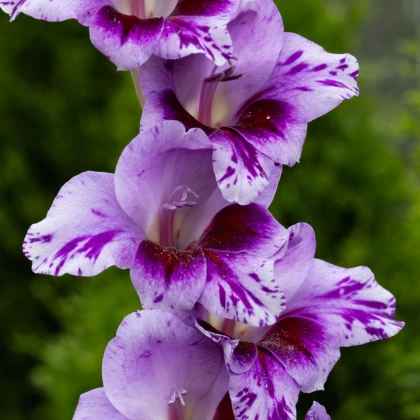 Gladiol Passos - Gladiolus - hlízy mečíku - 3 ks