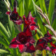 Gladiol Black Surprise - Gladiolus - hlízy mečíku - 3 ks