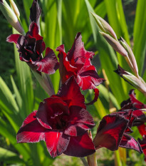 Gladiol Black Surprise - Gladiolus - hlízy mečíku - 3 ks