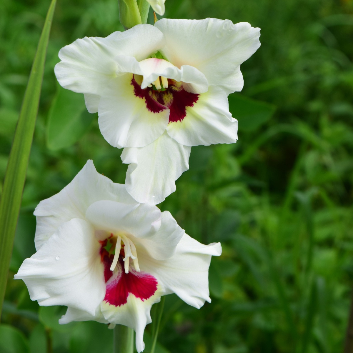Gladiol Fiorentina - Gladiolus - hlízy mečíku - 3 ks