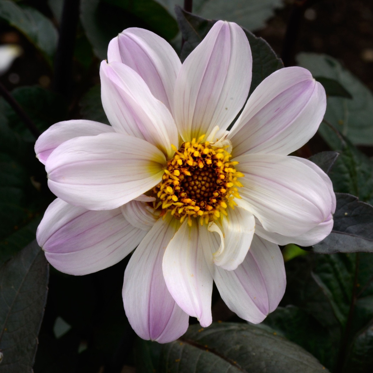 Jiřinka Bishop of Dover - Dahlia - hlízy jiřinky - 1 ks