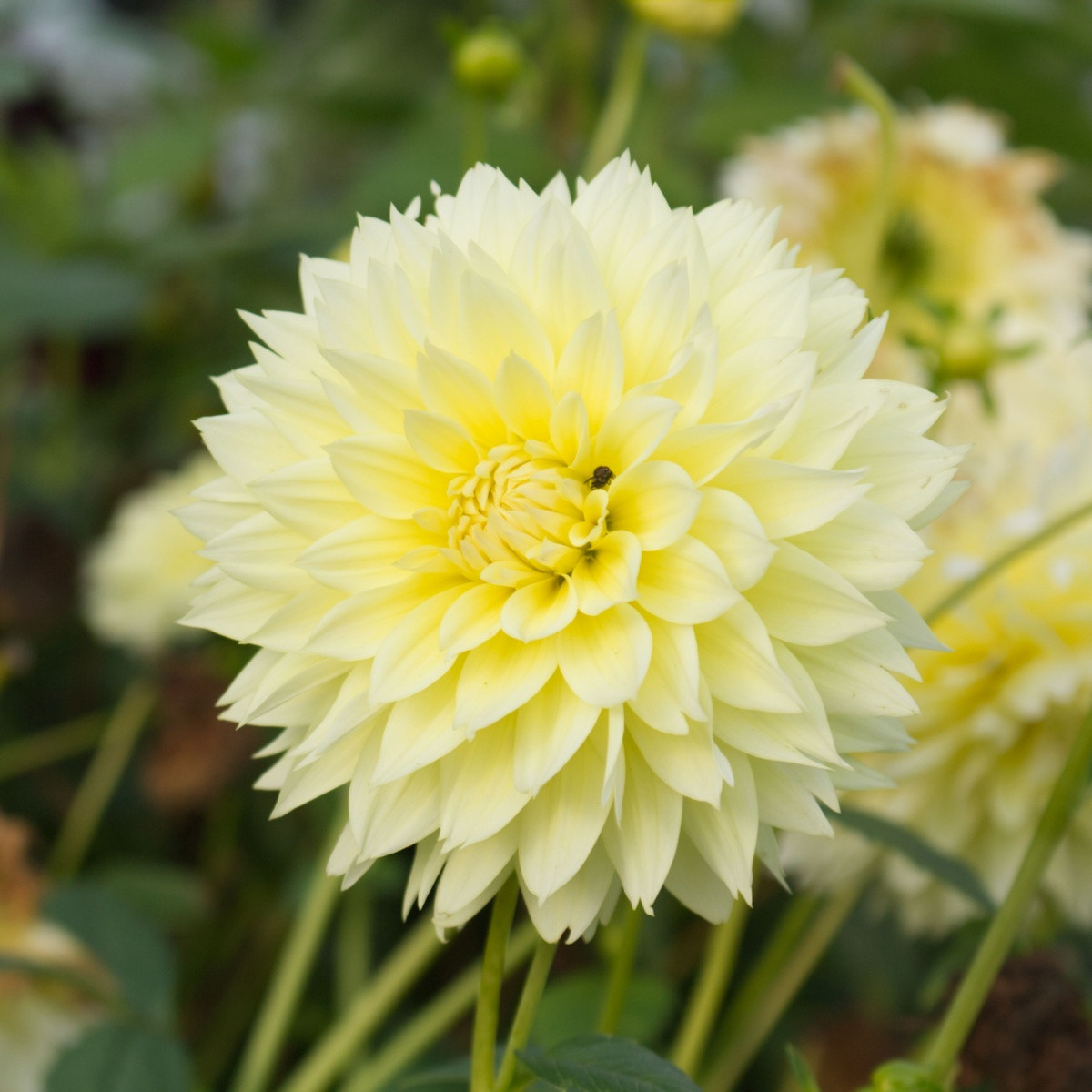 Jiřinka Canary Fubuki - Dahlia - hlízy jiřinky - 1 ks