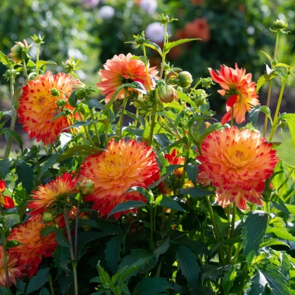 Jiřinka Procyon - Dahlia - hlízy jiřinky - 1 ks