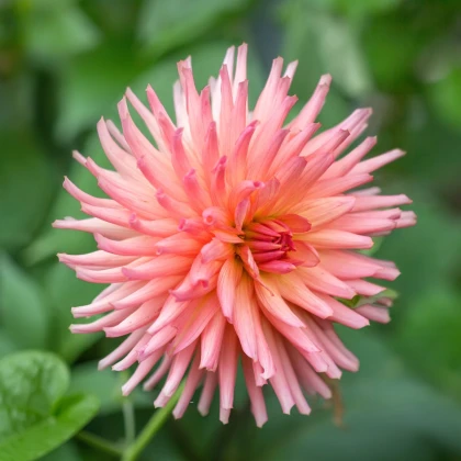 Jiřinka Preference - Dahlia - hlízy jiřinky - 1 ks