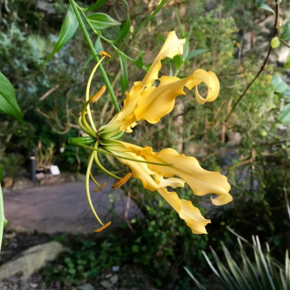 Glorióza Lutea - Gloriosa - hlízy gloriózy - 1 ks