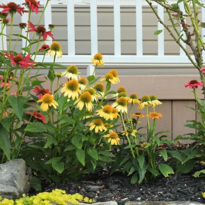Třapatkovka žlutá - Echinacea - prostokořenné sazenice třapatkovky - 1 ks