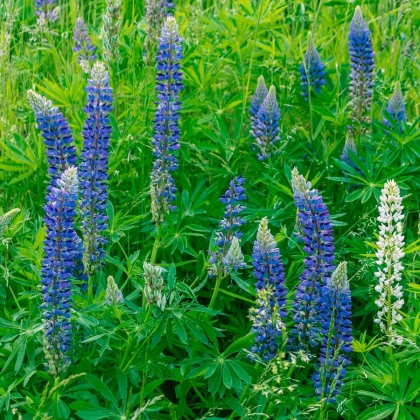 Lupina modrá - Lupinus - prostokořenné sazenice lupiny - 1 ks