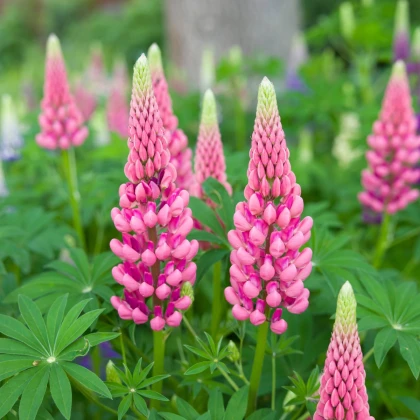 Lupina růžová - Lupinus - prostokořenné sazenice lupiny - 1 ks