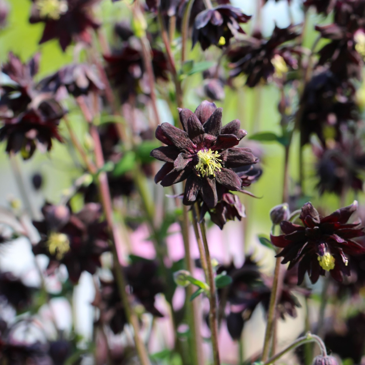 Orlíček plnokvětý černý - Aquilegia - prostokořenné sazenice orlíčku - 1 ks