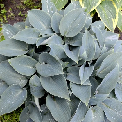 Bohyška - Hosta Canadian Blue - hlízy bohyšky - 1 ks