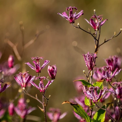 Liliovka Dark Beauty - Tricytris formosana - prostokořenné sazenice liliovky - 1 ks