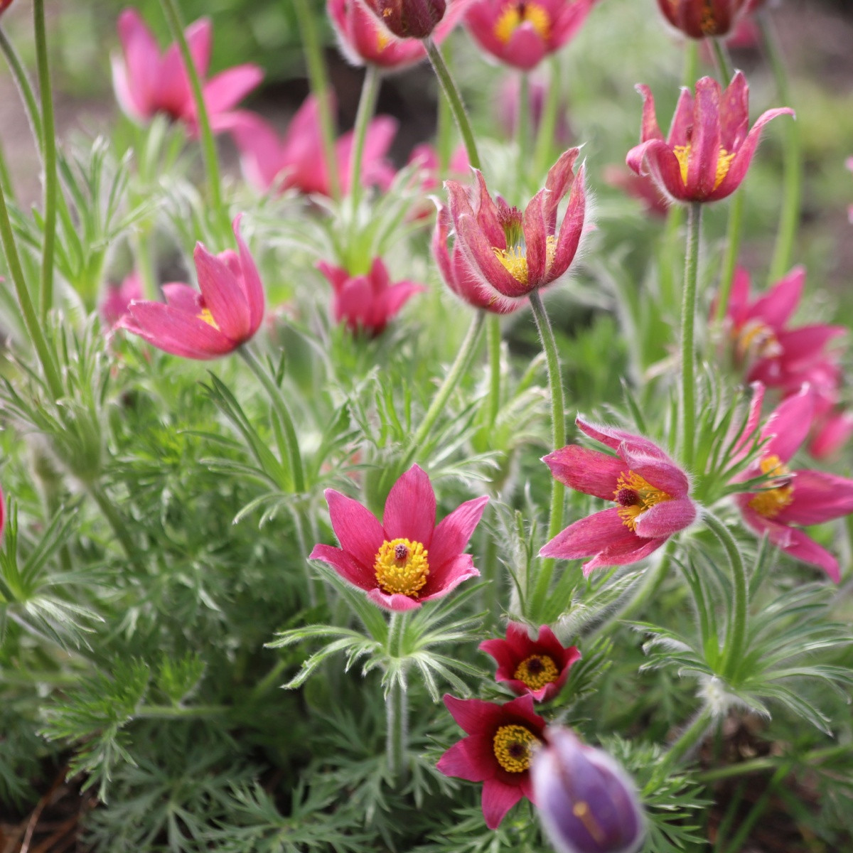 Koniklec růžový - Pulsatilla - prostokořenné sazenice - 1 ks