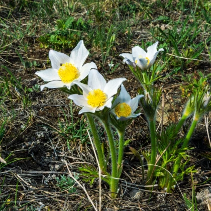Koniklec bílý - Pulsatilla - prostokořenné sazenice - 1 ks