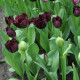 Tulipán Fringed Black - Tulipa - cibule tulipánu - 3 ks