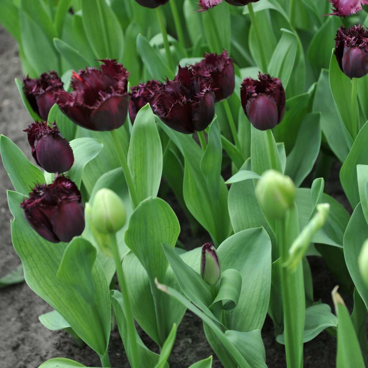 Tulipán Fringed Black - Tulipa - cibule tulipánu - 3 ks